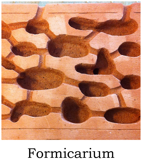 formicarium