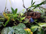 Diy Frog Terrarium
